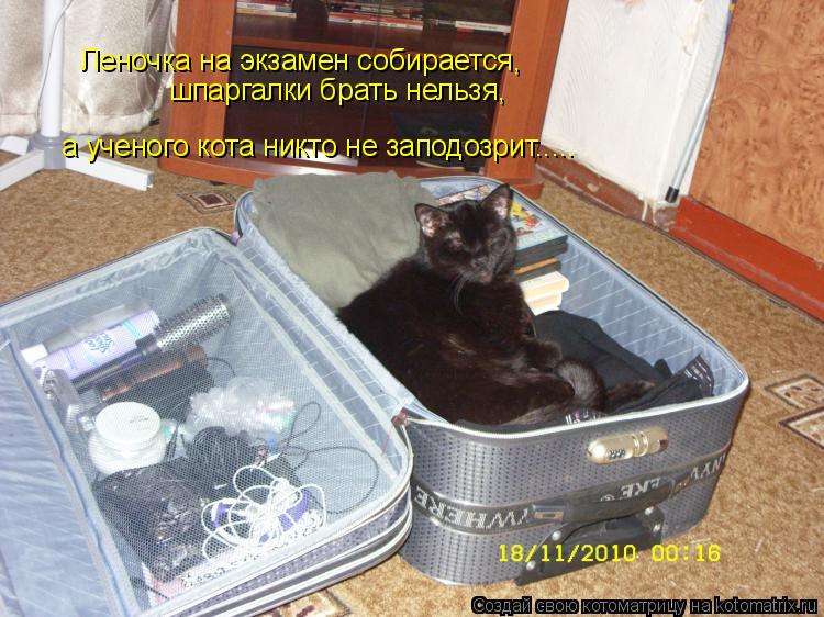 Котоматрица: Леночка на экзамен собирается, шпаргалки брать нельзя, а ученого кота никто не заподозрит.....