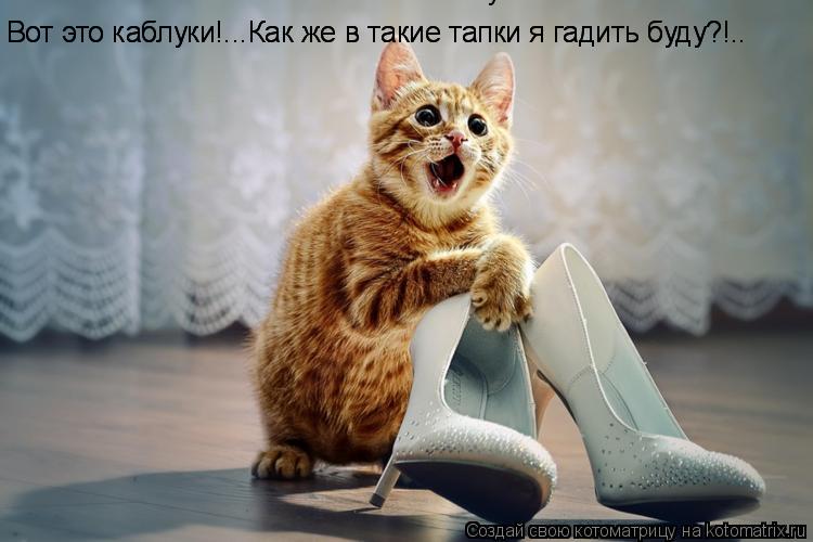 Котоматрица: Вот это каблуки!...Как же в такие тапки я гадить буду?!.. Вот это каблуки!...Как же в такие тапки я гадить буду?!.. Вот это каблуки!...Как же в такие 