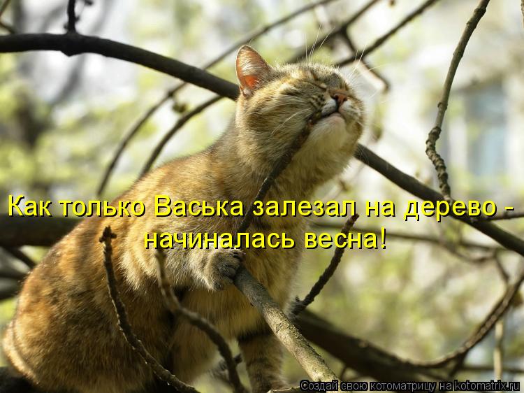Котоматрица: Как только Васька залезал на дерево -  начиналась весна!