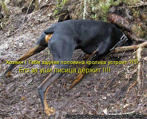 - Хозяин ! Тебя задняя половина кролика устроит ?!!!! Его за уши лисица держит !!!!... Котоматрица: - Хозяин ! Тебя задняя половина кролика устроит ?!!!! Его за уши лисица держит !!!!