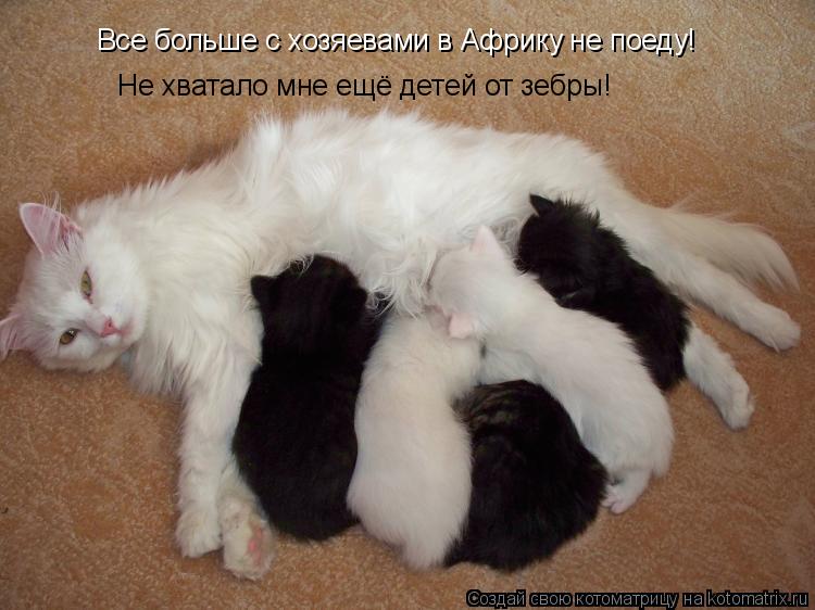 Котоматрица: Все больше с хозяевами в Африку не поеду! Не хватало мне ещё детей от зебры!