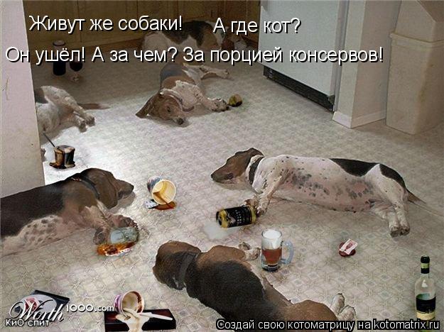 Котоматрица: Живут же собаки! А где кот? Он ушёл! А за чем? За порцией консервов!