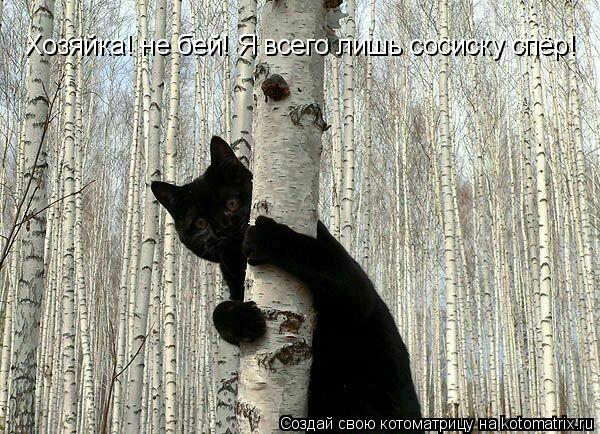 Котоматрица: Хозяйка! не бей! Я всего лишь сосиску спёр!