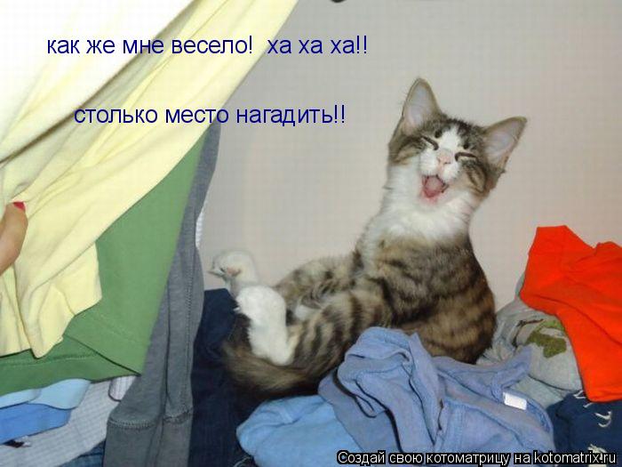 Котоматрица: как же мне весело!  ха ха ха!! столько место нагадить!!