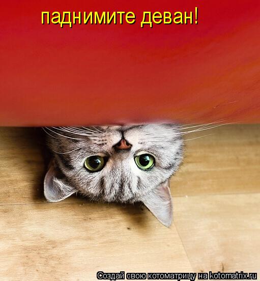 Котоматрица: паднимите деван!