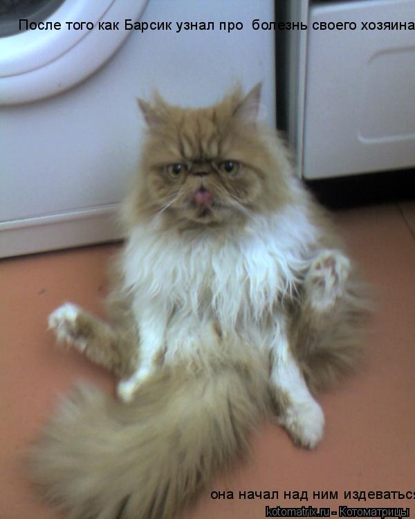 Котоматрица: После того как Барсик узнал про  болезнь своего хозяина ,  она начал над ним издеваться
