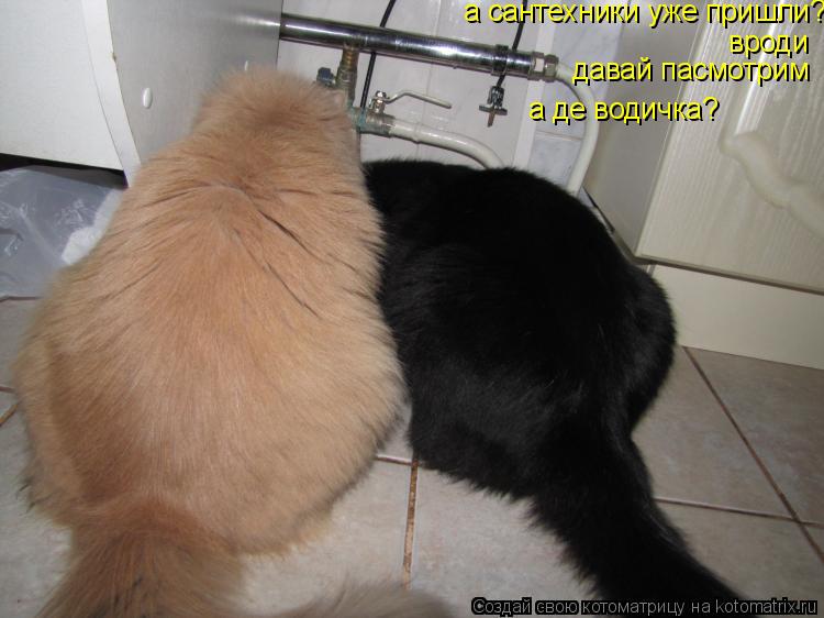 Котоматрица: а сантехники уже пришли? вроди давай пасмотрим а де водичка?
