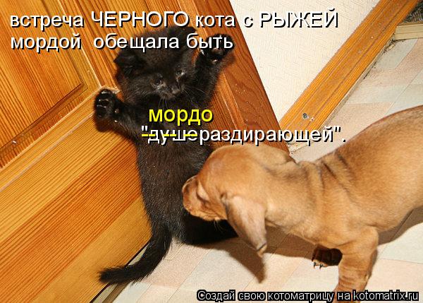 Котоматрица: встреча ЧЕРНОГО кота c РЫЖЕЙ  мордой  обещала быть "душераздирающей". -- -- -- мордо