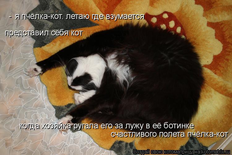 Котоматрица: я пчёлка-кот. летаю где взумается представил себя кот - счастливого полета пчёлка-кот когда хозяйка ругала его за лужу в её ботинке