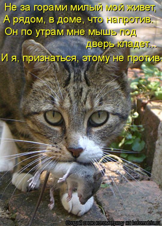Не за горами милый мой живет, А рядом, в доме, что напротив. Он по утрам мне мышь под дверь кладет..... Котоматрица: Не за горами милый мой живет, А рядом, в доме, что напротив. Он по утрам мне мышь под дверь кладет... И я, признаться, этому не против.