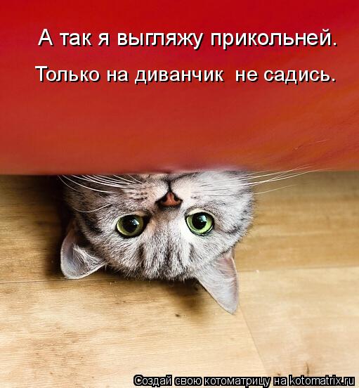 Котоматрица: А так я выгляжу прикольней. Только на диванчик  не садись.