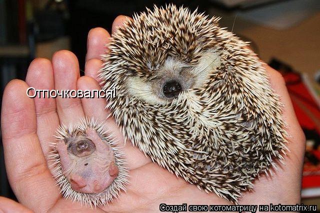 Котоматрица: Отпочковался!