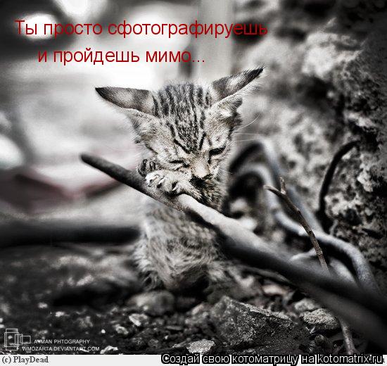 Котоматрица: Ты просто сфотографируешь и пройдешь мимо...