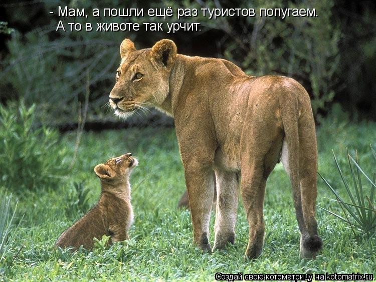 Котоматрица: - Мам, а пошли ещё раз туристов попугаем. А то в животе так урчит.
