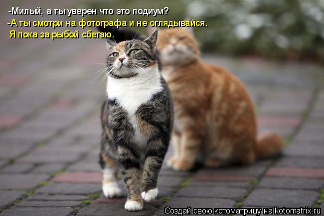 Котоматрица: -Милый, а ты уверен что это подиум? -А ты смотри на фотографа и не оглядывайся.  Я пока за рыбой сбегаю.