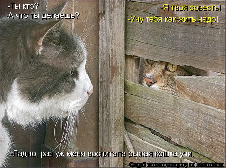 Котоматрица: -Ты кто? -А что ты делаешь? -Я твоя совесть! -Учу тебя как жить надо! -Ладно, раз уж меня воспитала рыжая кошка учи.