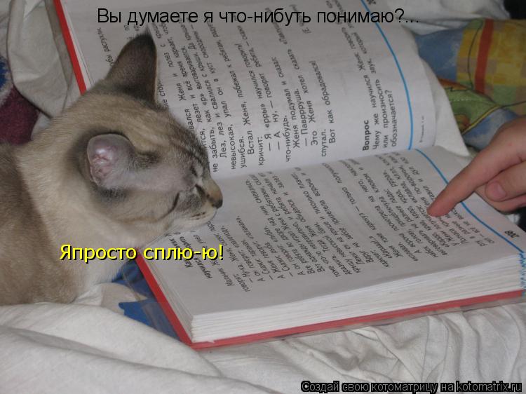 Котоматрица: Вы думаете я что-нибуть понимаю?... Япросто сплю-ю!