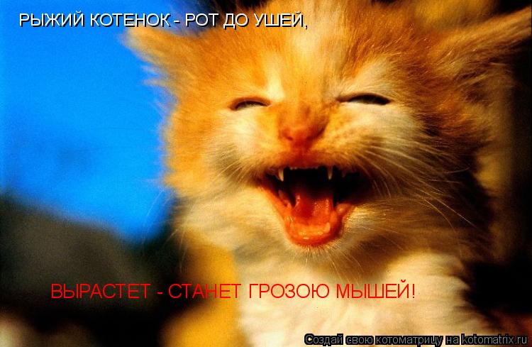 Котоматрица: РЫЖИЙ КОТЕНОК - РОТ ДО УШЕЙ, ВЫРАСТЕТ - СТАНЕТ ГРОЗОЮ МЫШЕЙ!