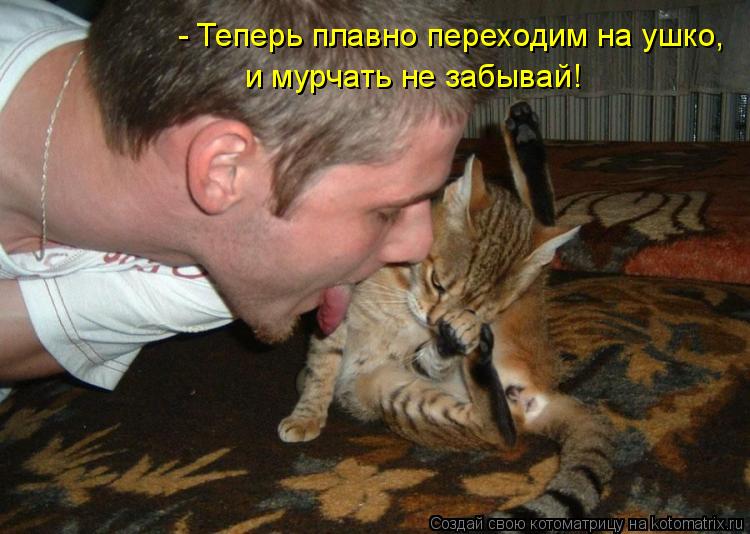 Котоматрица: - Теперь плавно переходим на ушко, и мурчать не забывай!