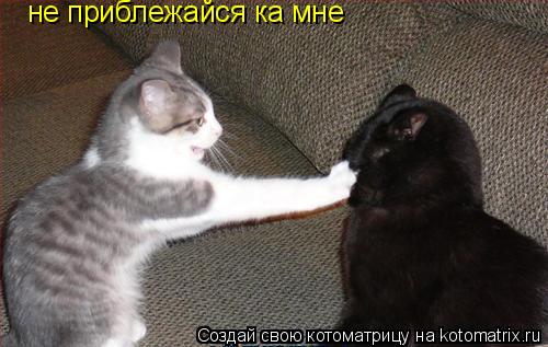 Котоматрица: не приблежайся ка мне