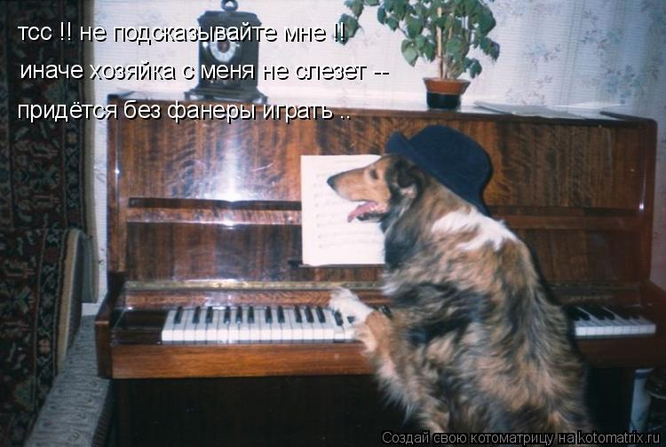 Котоматрица: тсс !! не подсказывайте мне !! иначе хозяйка с меня не слезет -- придётся без фанеры играть ..