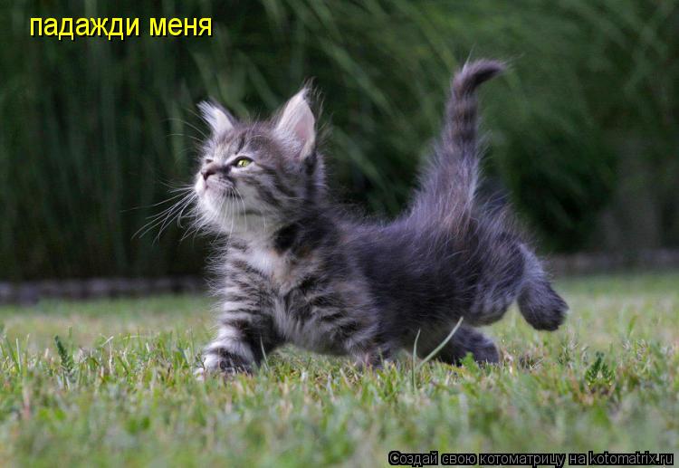 Котоматрица: падажди меня