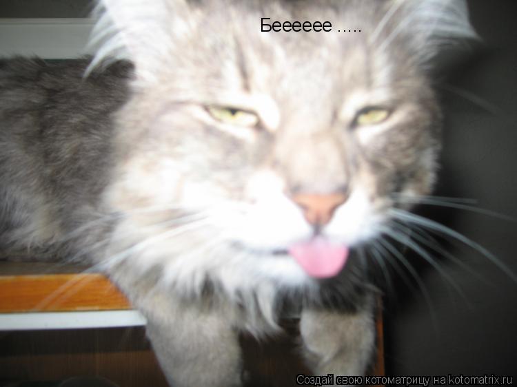 Котоматрица: Бееееее .....