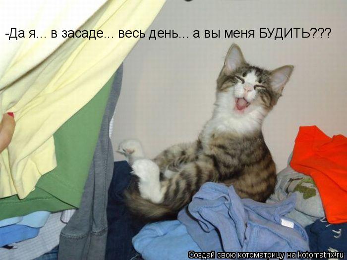 Котоматрица: -Да я... в засаде... весь день... а вы меня БУДИТЬ???