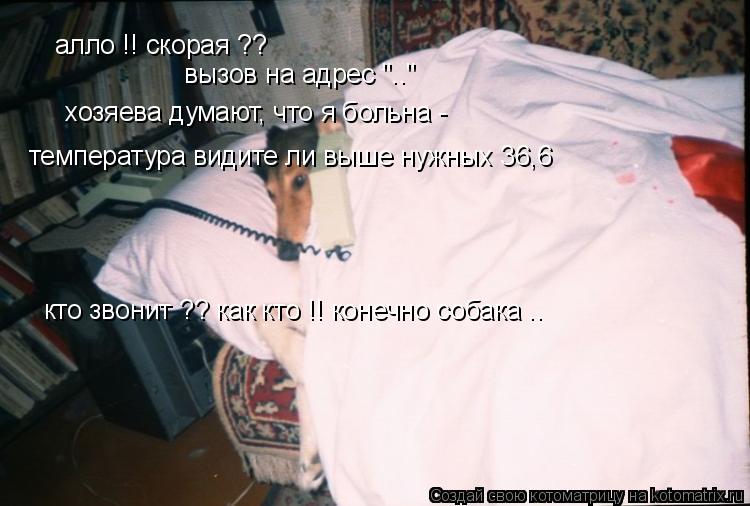 Котоматрица: алло !! скорая ?? вызов на адрес ".." хозяева думают, что я больна - температура видите ли выше нужных 36,6 кто звонит ?? как кто !! конечно собака ..