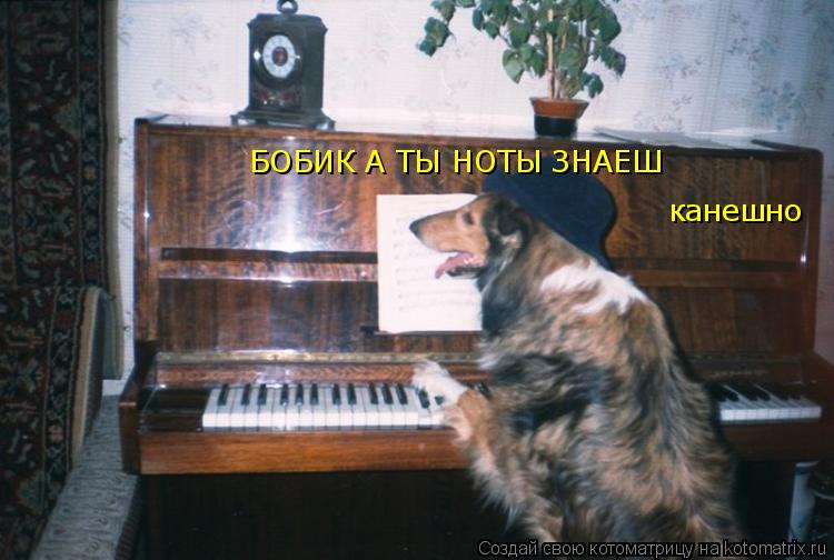 Котоматрица: БОБИК А ТЫ НОТЫ ЗНАЕШ канешно