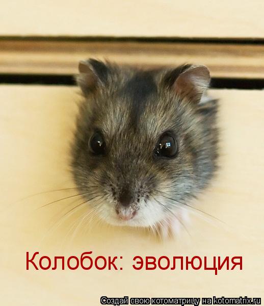 Котоматрица: Колобок: эволюция