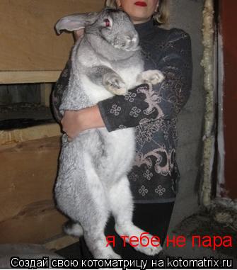 Котоматрица: я тебе не пара