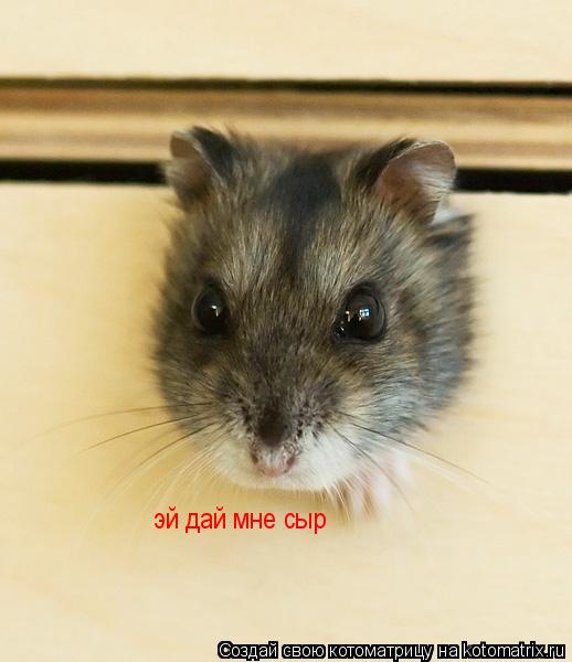 Котоматрица: эй дай мне сыр
