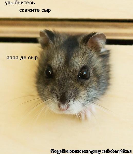 Котоматрица: улыбнитесь   скажите сыр аааа де сыр