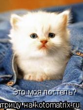 Котоматрица: Это моя постель?