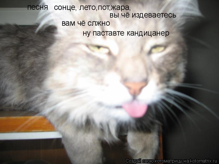 Котоматрица: сонце, лето,пот,жара, вы чё издеваетесь песня вам чё слжно ну паставте кандицанер