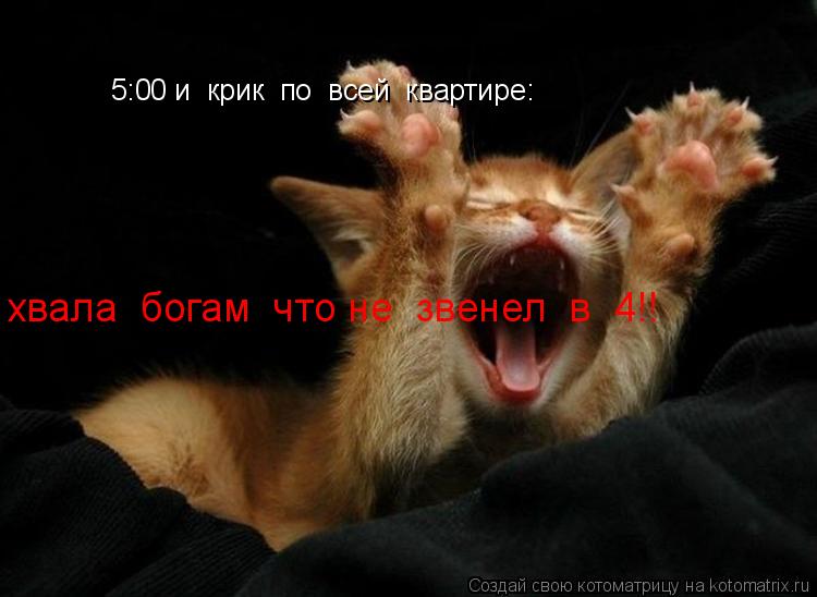 Котоматрица: 5:00 и  крик  по  всей  квартире: хвала  богам  что не  звенел  в  4!!
