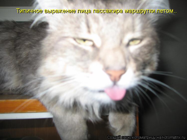 Котоматрица: Типичное выражение лица пассажира маршрутки летом..