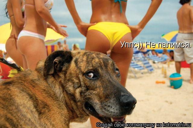 Котоматрица: Уппс)) Не палимся.