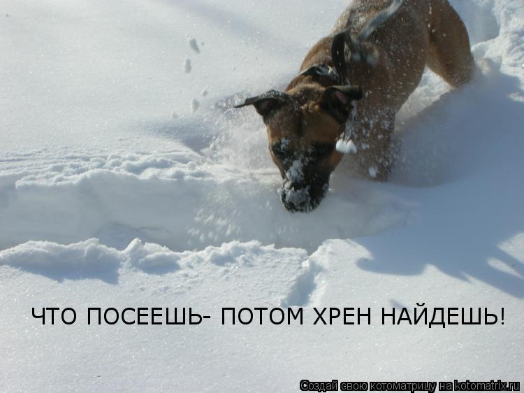 Котоматрица: ЧТО ПОСЕЕШЬ- ПОТОМ ХРЕН НАЙДЕШЬ!