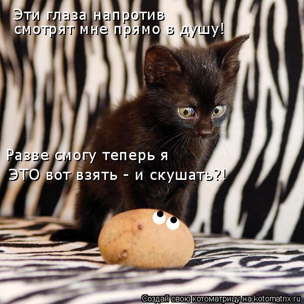 Эти глаза напротив смотрят мне прямо в душу! Разве смогу теперь я ЭТО вот взять - и скушать?!... Котоматрица: Эти глаза напротив смотрят мне прямо в душу! Разве смогу теперь я ЭТО вот взять - и скушать?!