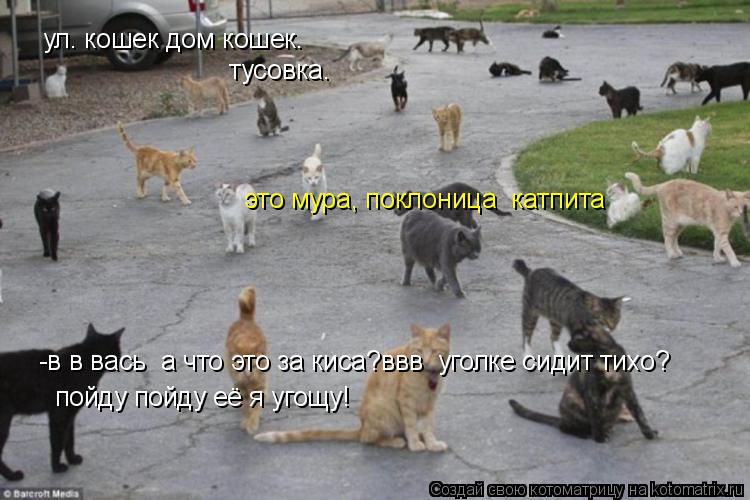 Котоматрица: ул. кошек дом кошек. тусовка. -в в вась  а что это за киса?ввв  уголке сидит тихо?  это мура, поклоница  катпита пойду пойду её я угощу!