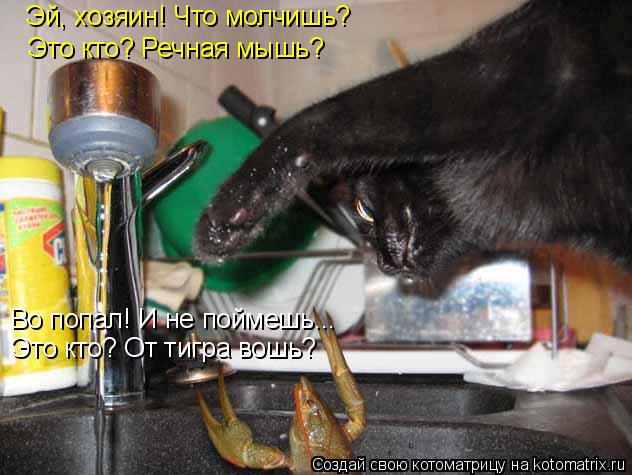 Котоматрица: Эй, хозяин! Что молчишь? Это кто? Речная мышь? Во попал! И не поймешь... Это кто? От тигра вошь?