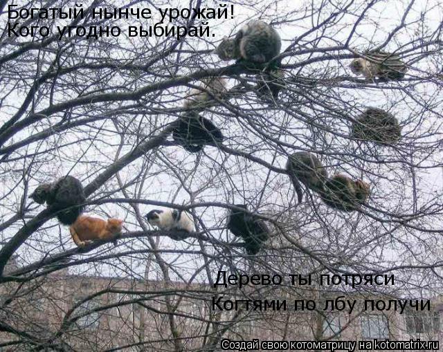 Котоматрица: Богатый нынче урожай! Кого угодно выбирай. Когтями по лбу получи Дерево ты потряси