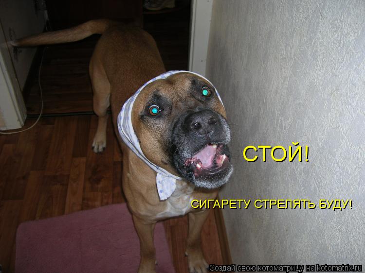Котоматрица: СТОЙ! СИГАРЕТУ СТРЕЛЯТЬ БУДУ!