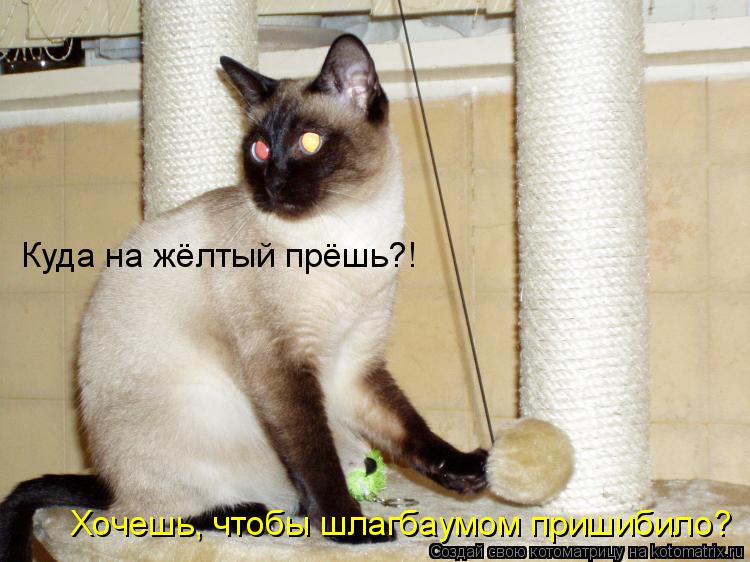 Котоматрица: Куда на жёлтый прёшь?! Хочешь, чтобы шлагбаумом пришибило?
