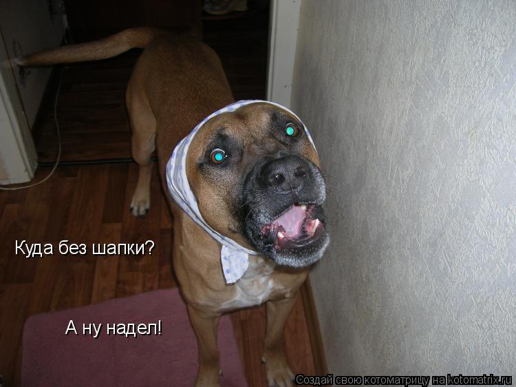 Котоматрица: Куда без шапки? А ну надел!