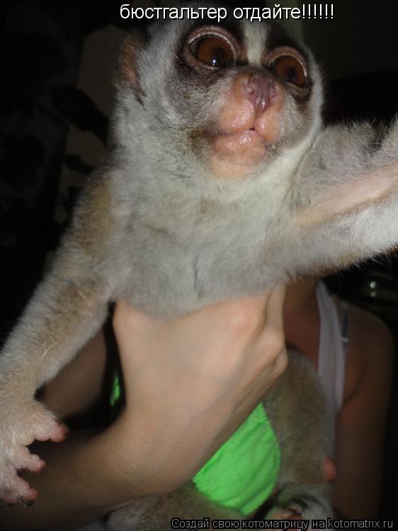 Котоматрица: бюстгальтер отдайте!!!!!!