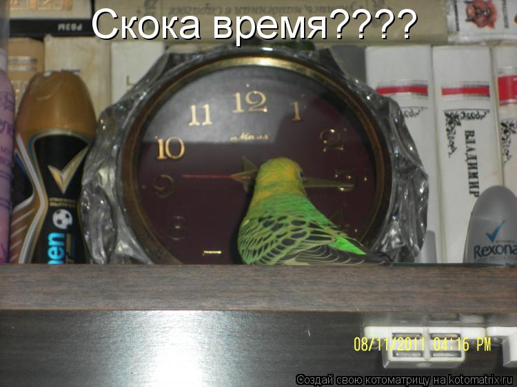 Скока время????... Котоматрица: Скока время????