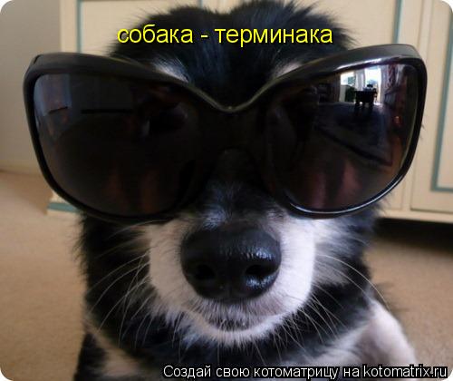 Котоматрица: собака - терминака